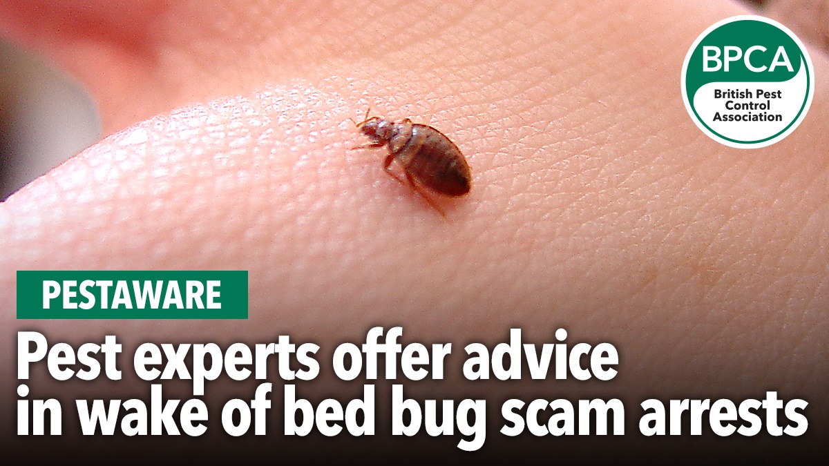 bedbug scam arrests